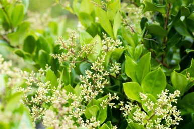 Ligustrum japonicum 'Texanum' C3 30-40