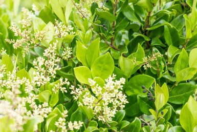 Ligustrum japonicum 'Texanum' C3 30-40
