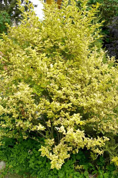 Ligustrum ovalifolium 'Aureum' C3 60-80