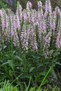 Ereprijs Veronica spicata 'Inspire Pink' 5-10 Pot P9 Veronica spicata 'Inspire Pink'