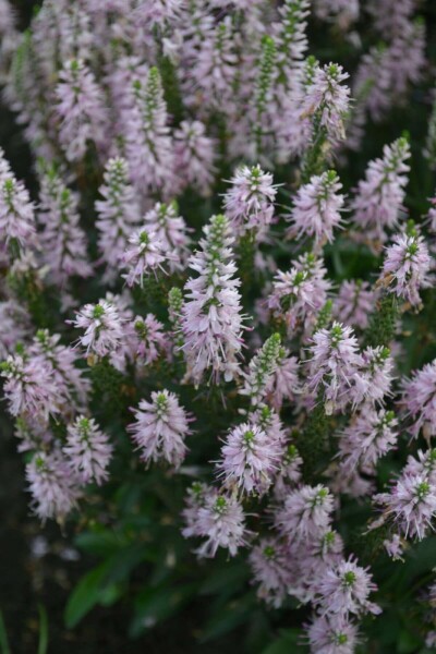 Ereprijs Veronica spicata 'Inspire Pink' 5-10 Pot P9