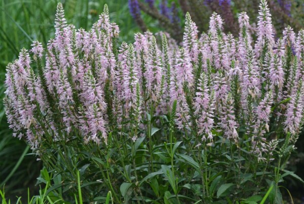 Ereprijs Veronica spicata 'Inspire Pink' 5-10 Pot P9