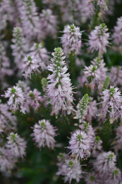 Ereprijs Veronica spicata 'Inspire Pink' 5-10 Pot P9