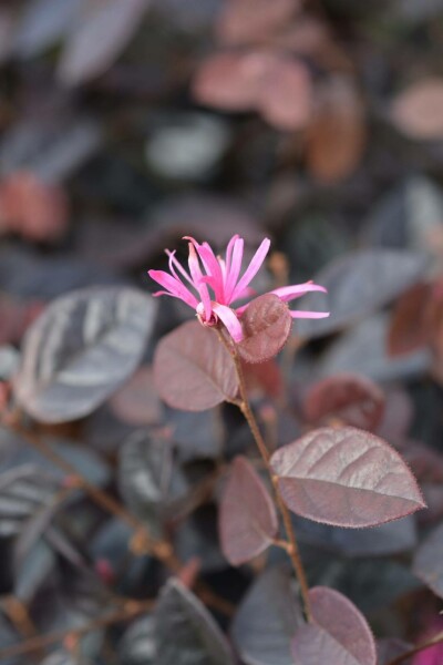 Heksenstruik Loropetalum chinense 'Fire Dance' struik 25-30 C3 Loropetalum chinense 'Fire Dance' struik 25-30 cm