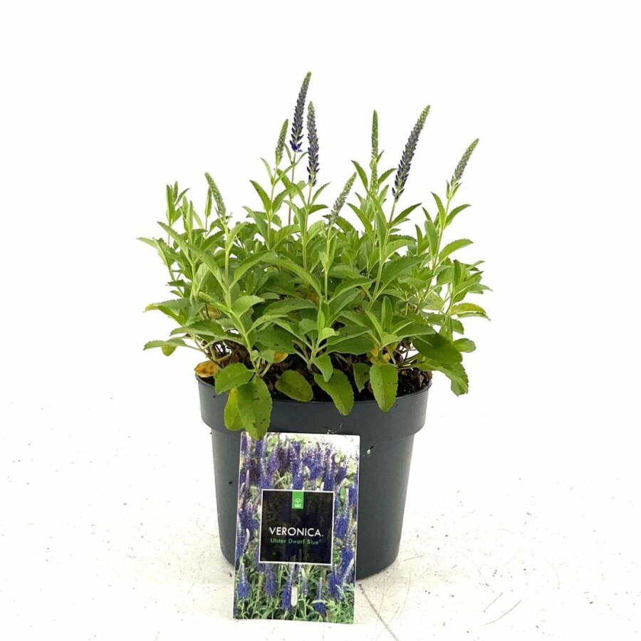 Ereprijs Veronica spicata 'Ulster Blue Dwarf' 10-15 Pot C2 Veronica spicata 'Ulster Blue Dwarf'