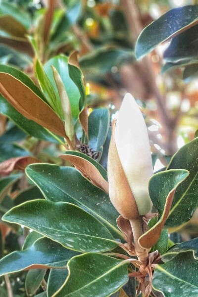 Magnolia grandiflora 'Little Gem' C15 100-125