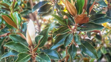 Magnolia grandiflora 'Little Gem' C15 100-125