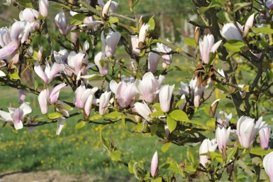 Magnolia 'Heaven Scent' C5 50-80