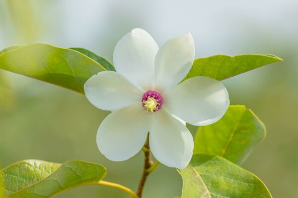 Magnolia sieboldii C3 40-60