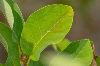 Magnolia sieboldii C3 40-60