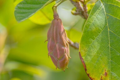 Magnolia sieboldii C3 40-60