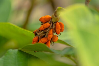 Magnolia sieboldii C3 40-60