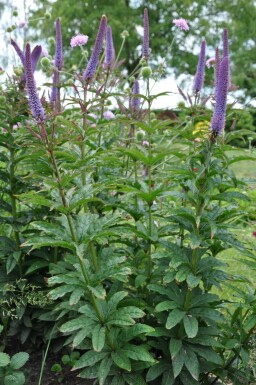Ereprijs Veronicastrum sibiricum 'Red Arrows' 5-10 Pot P9 Veronicastrum sibiricum 'Red Arrows'