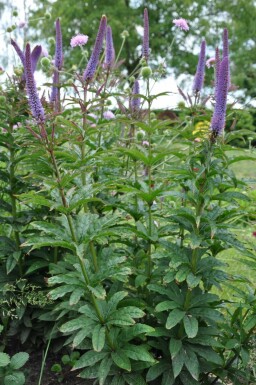 Ereprijs Veronicastrum sibiricum 'Red Arrows' 5-10 Pot P9