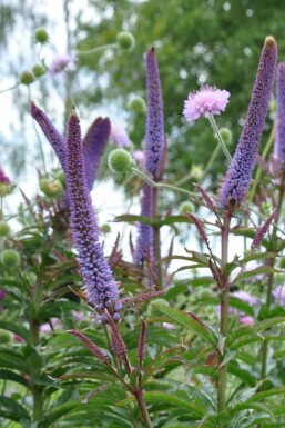Ereprijs Veronicastrum sibiricum 'Red Arrows' 5-10 Pot P9 Veronicastrum sibiricum 'Red Arrows'