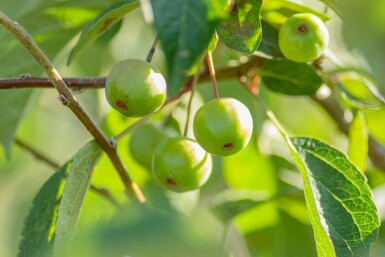 Malus 'Evereste' C3 40-60