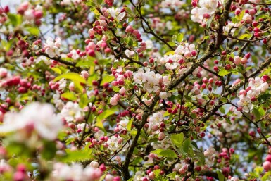 Malus 'Red Sentinel' C3 40-60
