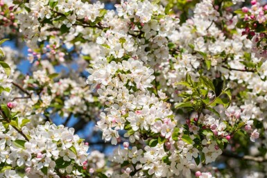 Malus 'Red Sentinel' C3 40-60