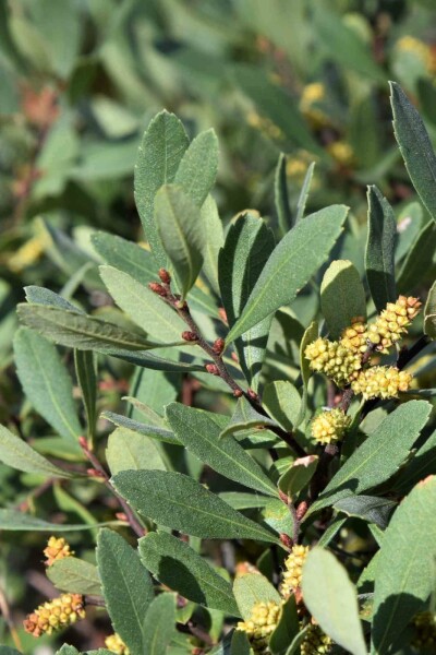 Wilde gagel Myrica gale struik 40-60 C5 Myrica gale struik 40-60 cm