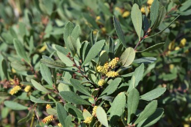Wilde gagel Myrica gale struik 40-60 C5 Myrica gale struik 40-60 cm