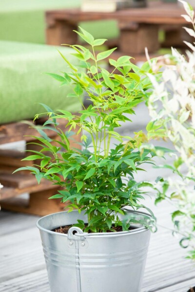 Nandina domestica 'Lemon and Lime' C2 20-25