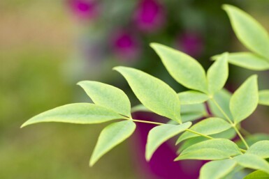 Nandina domestica 'Lemon and Lime' C2 20-25