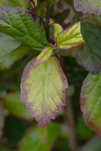 Parrotia persica 'Persian Spire' C3 40-60