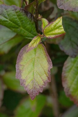 Parrotia persica 'Persian Spire' C3 40-60