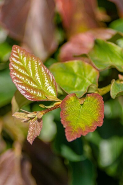 Parrotia persica 'Vanessa' C7,5 60-80
