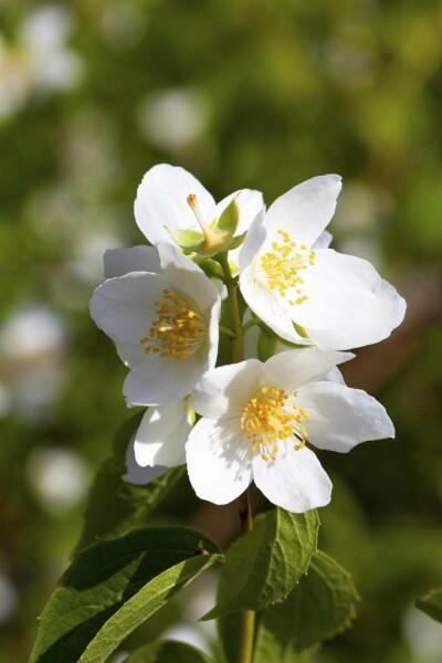 Boerenjasmijn Philadelphus coronarius struik 40-60 C3 Philadelphus coronarius struik 40-60 cm