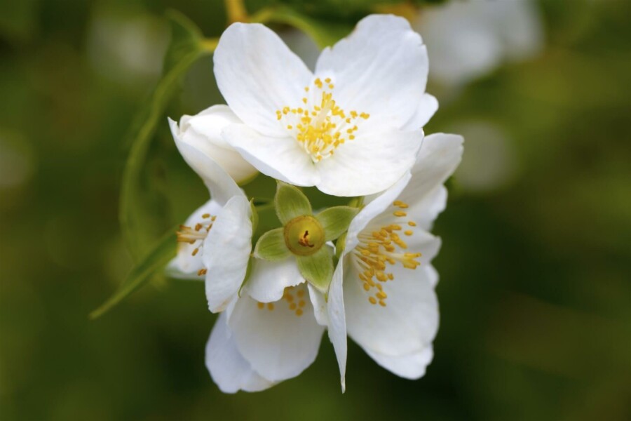 Boerenjasmijn Philadelphus coronarius struik 40-60 C3 Philadelphus coronarius struik 40-60 cm
