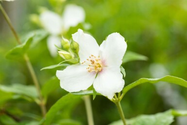 Boerenjasmijn Philadelphus coronarius struik 40-60 C3 Philadelphus coronarius struik 40-60 cm