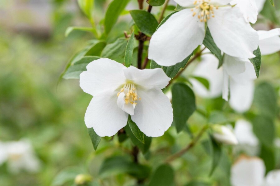 Boerenjasmijn Philadelphus 'Manteau d'Hermine' struik 40-50 C3 Philadelphus 'Manteau d'Hermine' struik 40-50 cm