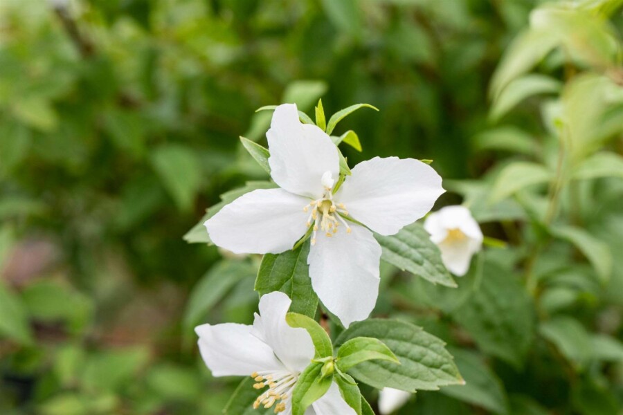 Boerenjasmijn Philadelphus 'Manteau d'Hermine' struik 40-50 C3 Philadelphus 'Manteau d'Hermine' struik 40-50 cm