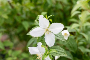 Boerenjasmijn Philadelphus 'Manteau d'Hermine' struik 40-50 C3 Philadelphus 'Manteau d'Hermine' struik 40-50 cm