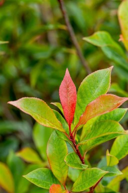Photinia fraseri 'Carré Rouge' C3 40-50