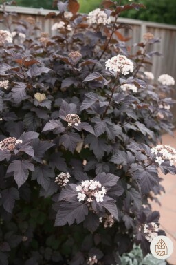 Geen afbeelding beschikbaar