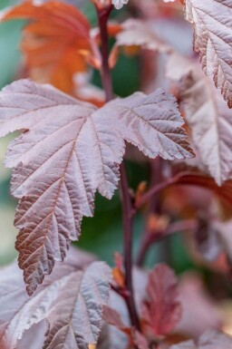 Blaasspirea Physocarpus opulifolius 'Little Angel' struik 40-50 C3 Physocarpus opulifolius 'Little Angel' struik 40-50 cm