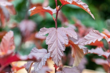 Blaasspirea Physocarpus opulifolius 'Little Angel' struik 40-50 C3 Physocarpus opulifolius 'Little Angel' struik 40-50 cm