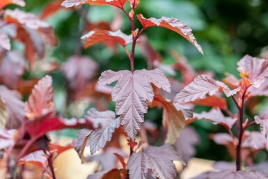 Blaasspirea Physocarpus opulifolius 'Little Angel' struik 40-50 C3 Physocarpus opulifolius 'Little Angel' struik 40-50 cm