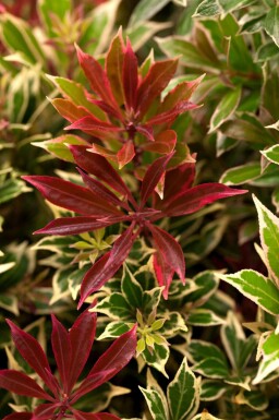 Lavendelheide Pieris japonica 'Carnaval' struik Pieris japonica 'Carnaval' struik