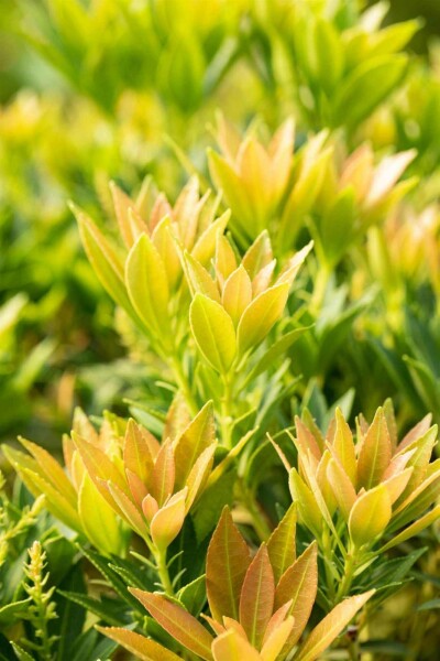 Pieris japonica 'Prelude' C5 30-35