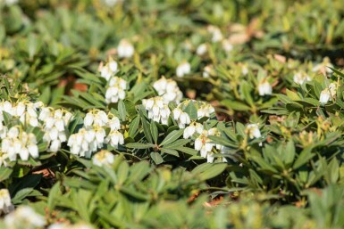 Pieris japonica 'Prelude' C5 30-35
