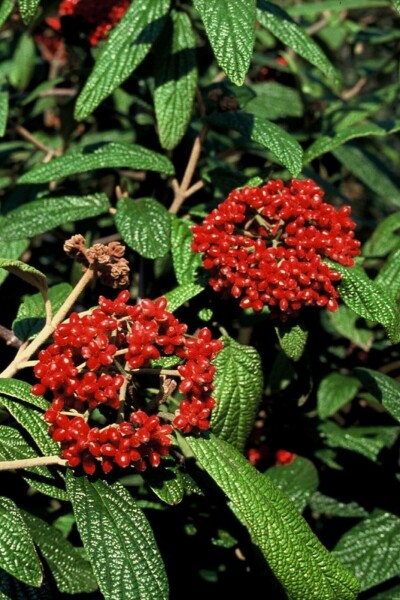 Viburnum rhytidophyllum C3 30-40