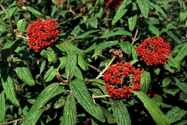 Viburnum rhytidophyllum C3 30-40