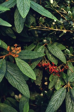 Viburnum rhytidophyllum C3 30-40