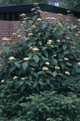Viburnum rhytidophyllum C3 30-40