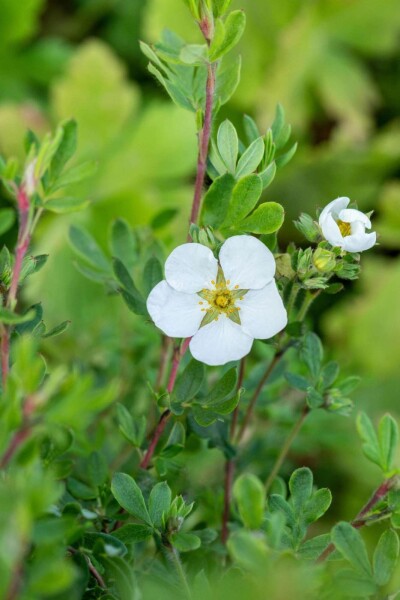 Vijfvingerkruid Potentilla fruticosa 'Abbotswood' struik 20-30 C1,5 Potentilla fruticosa 'Abbotswood' struik 20-30 cm