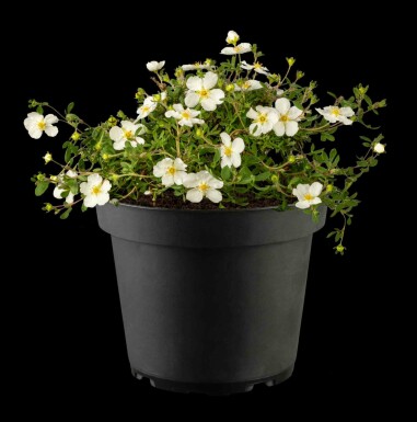 Vijfvingerkruid Potentilla fruticosa 'Abbotswood' struik 20-30 C1,5 Potentilla fruticosa 'Abbotswood' struik 20-30 cm