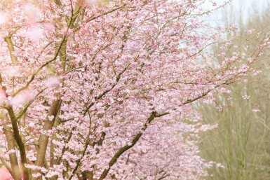 Prunus 'Accolade'
